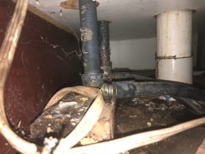 mould and water restoration